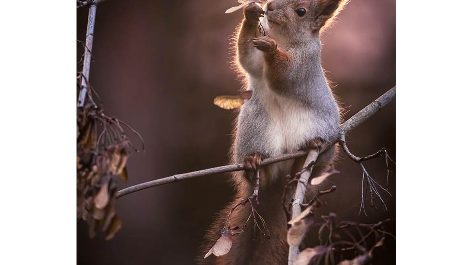 postikortti-orava