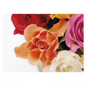 kukkakortti-postikortti-oranssi-ruusu