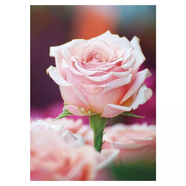 kukkakortti-vaaleanpunainen-ruusu