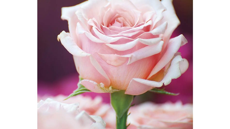 kukkakortti-vaaleanpunainen-ruusu