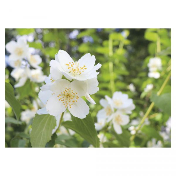 kukkakortti-valkoinen-kukka-jasmike