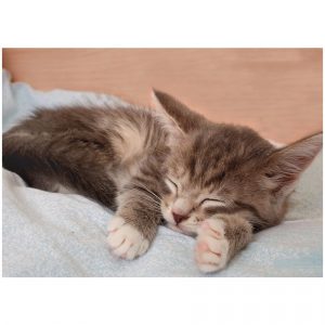 postikortti-kissa-nukkuu
