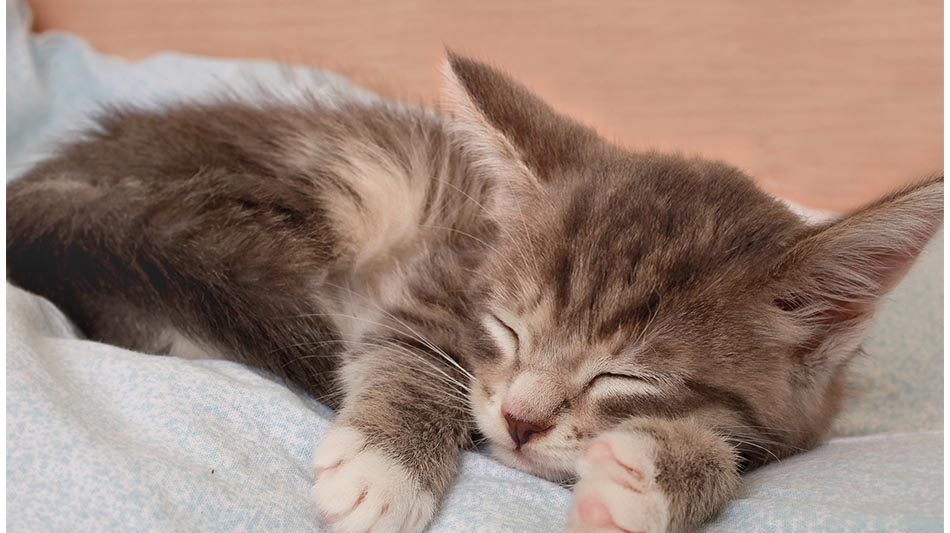 postikortti-kissa-nukkuu