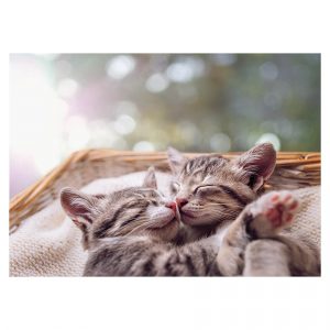 postikortti-kissat-unilla-kissakortti