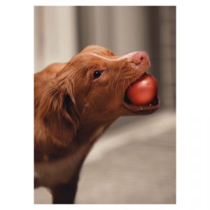 postikortti-koira-pallo-koirakortti