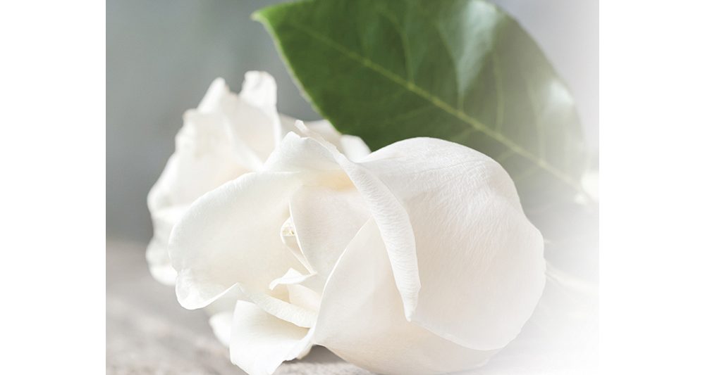 suruadressi-valkoinen-ruusu