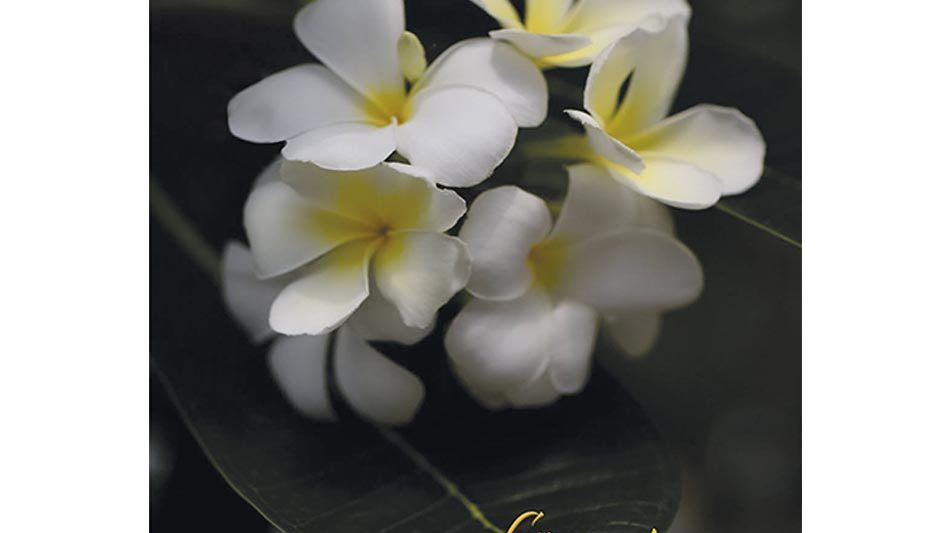 suruadressi-orkidea
